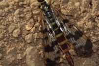 *Une mouche scorpion (Mcoptre - Panorpidae - Panorpa sp.)